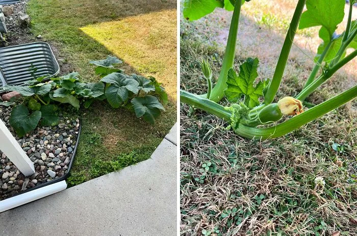 Accidentally Let A Pumpkin From Halloween Rot In My Front Yard, And Now There’s A Pumpkin Vine That Won’t Stop Growing, What Should I Do?