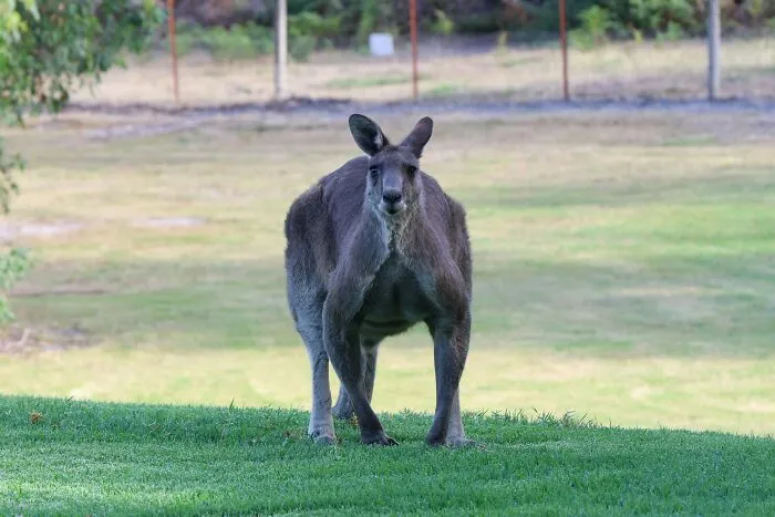 Kangaroos Are The World’s Largest Marsupials