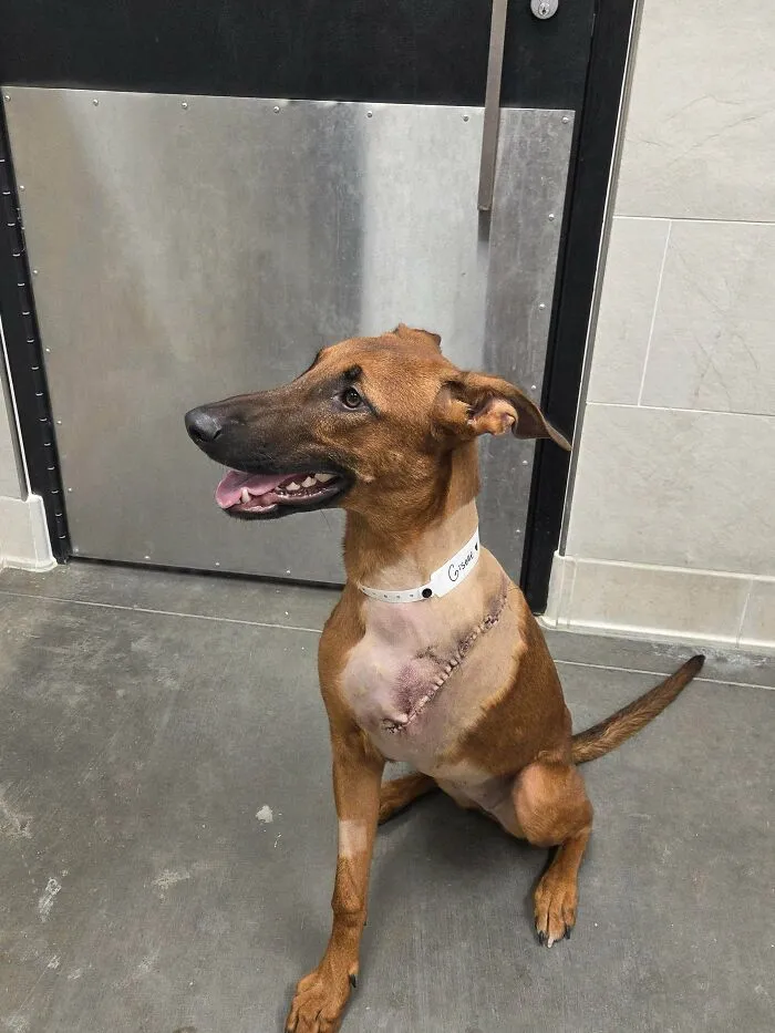 Newly Adopted Malinois/Shepherd