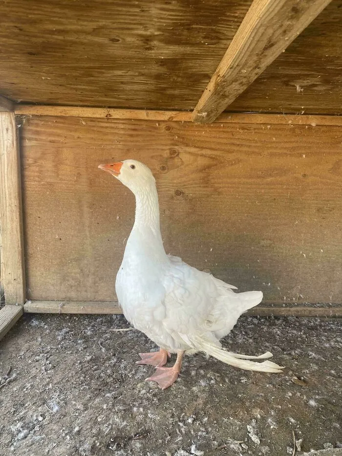 I Just Rescued A Goose Today