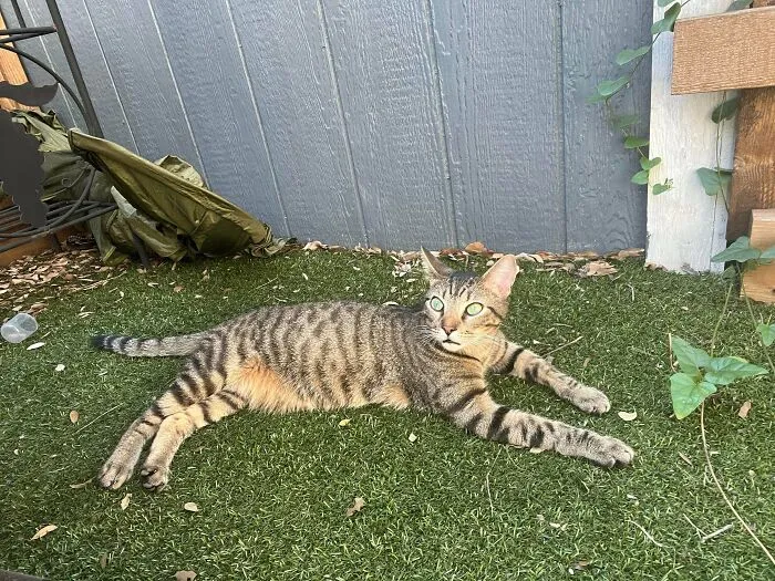 I Was So Wrong, Cats Are Cool