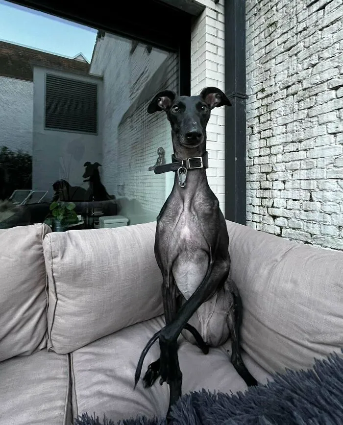 Meet Aurora, The Greyhound/ Galgo I Rescued!