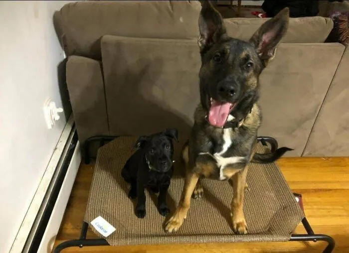 Got A Rescue Pup For Our Rescue Pup