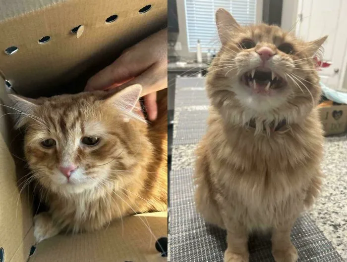 Gregory Was The Saddest Cat At The Shelter When I Adopted Him A Year Ago. Now He’s This Sassy Guy With So Much To Say!