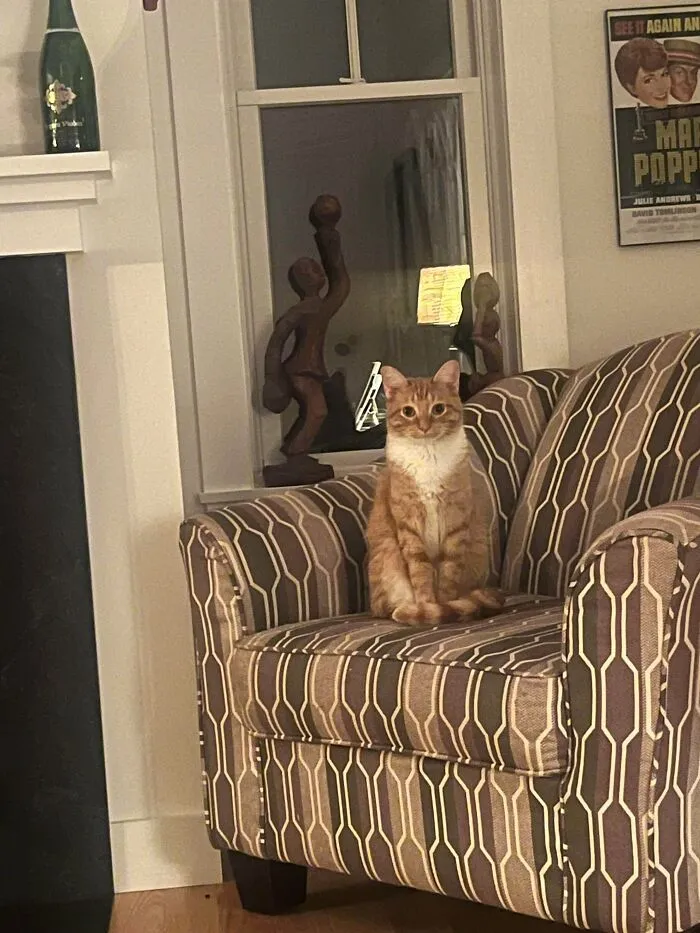 My Wife And I Finally Adopted A Cat!