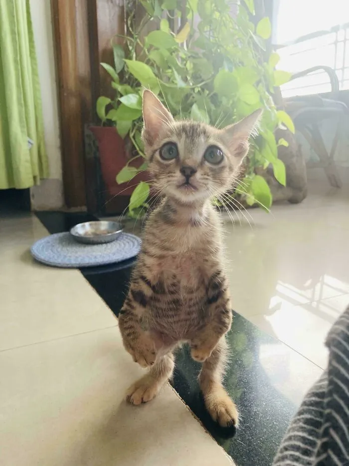 Our New Rescue Cat