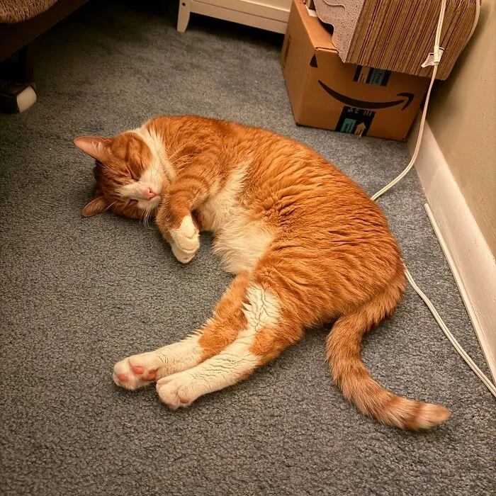 Adopted This Sweet Senior Ginger Boy This Week