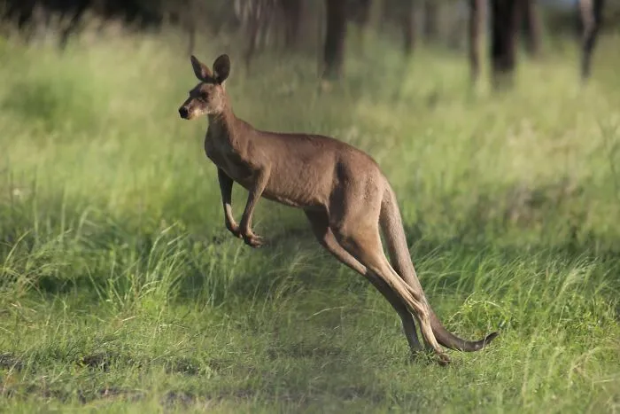 Kangaroos Technically Can’t Move Backwards 