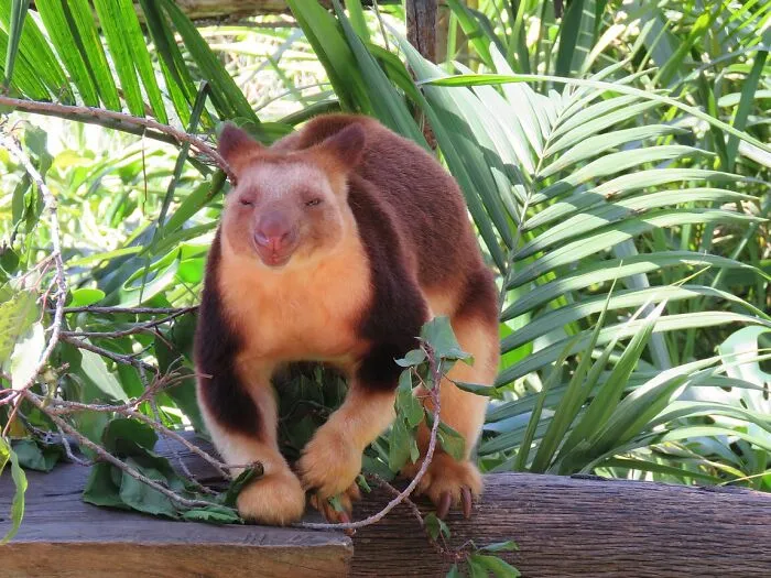 One Type Of Kangaroo Actually Climbs Trees