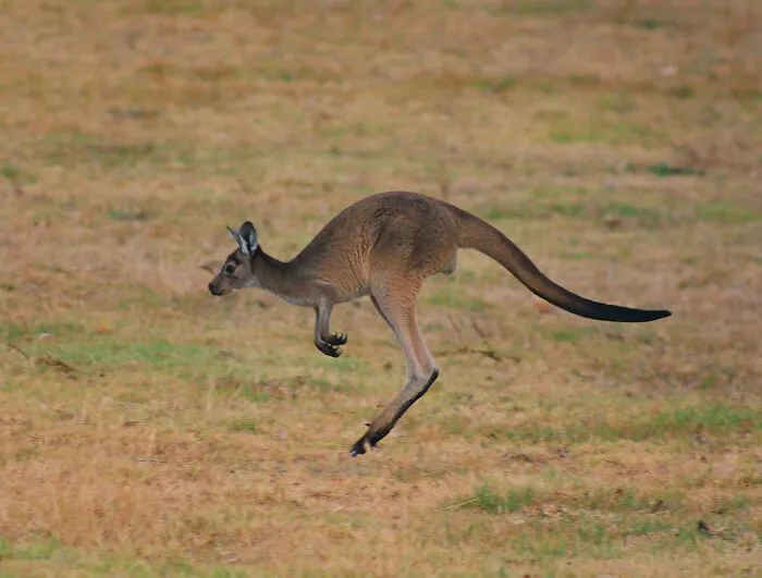 Kangaroos Can Leap Incredible Distances
