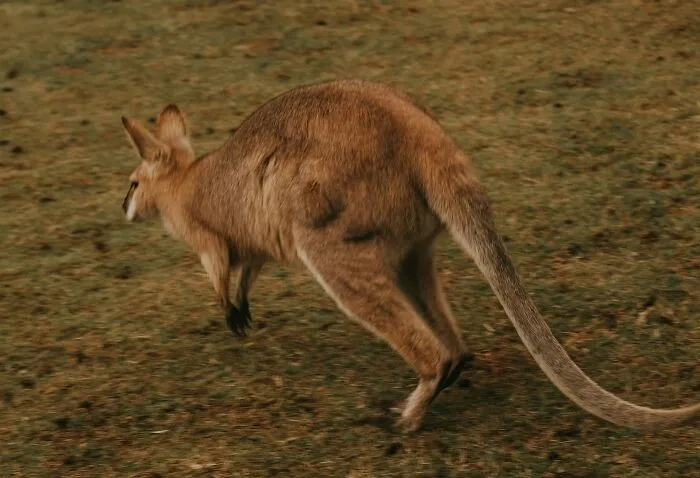 Kangaroos Use Their Tail As A Fifth Leg