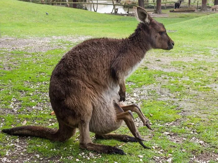 Joeys Can Dive Headfirst Into Their Mothers’ Pouches