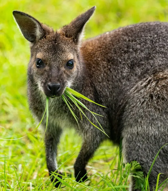 Kangaroos Are Herbivores 