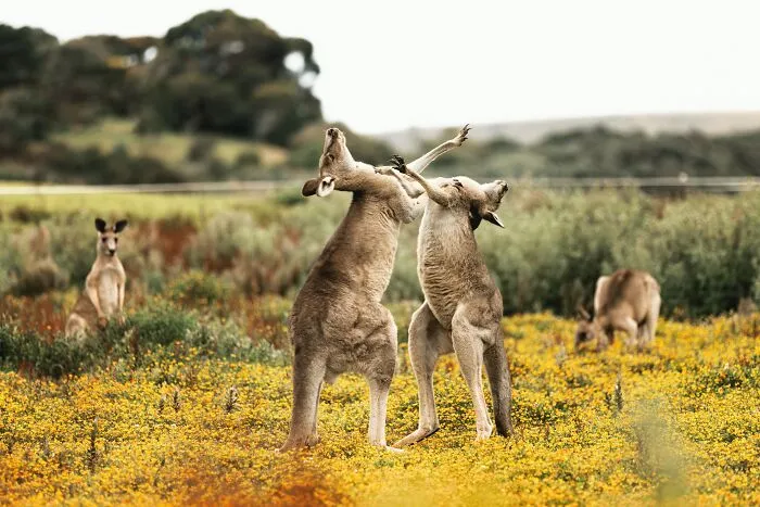 Kangaroos Are Quite Strong 