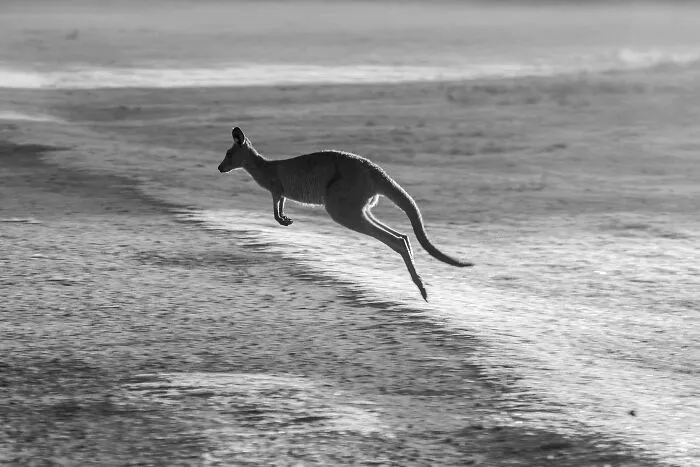 Kangaroos Can’t Walk Like Other Animals