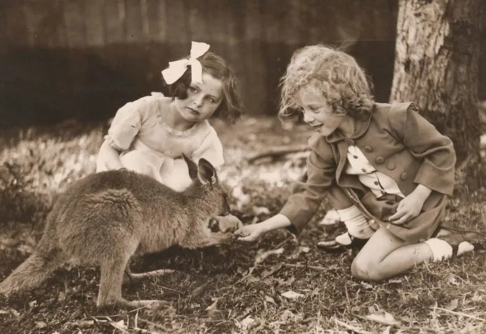 Kangaroos Are Protected Native Wildlife