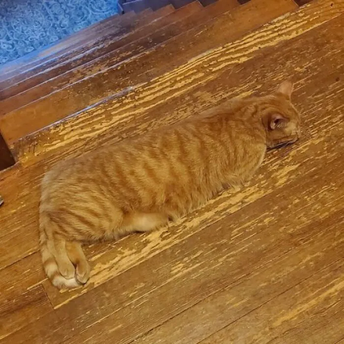 Historical Homes Have Really Interesting Wood Floors