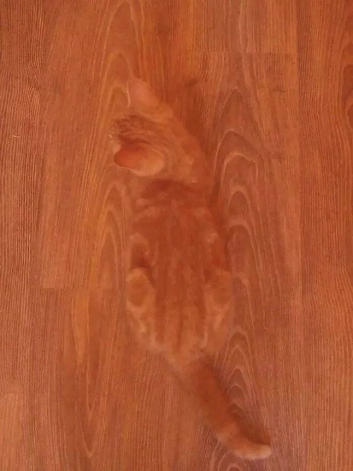 No Feline Present