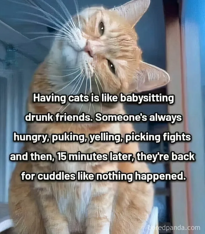 50 Hilarious Photos That Might Make You Love Animals Even More
