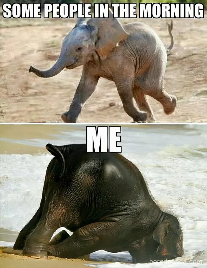50 Hilarious Photos That Might Make You Love Animals Even More