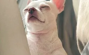 50 Moments When Animals Decided It Was Nap Time, No Matter The Place