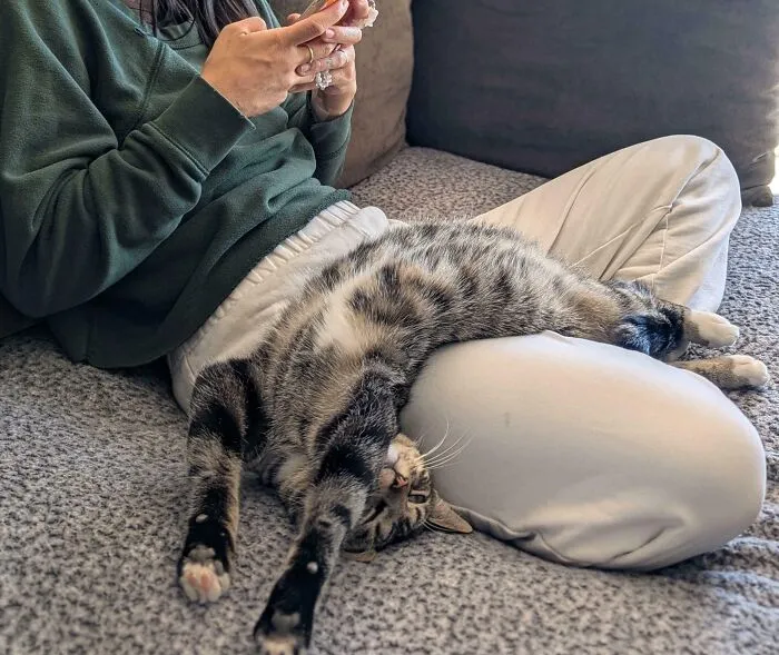 The Sweet Cat Who Took Up Residence Underneath Our House Has Now Been Upgraded To Permanent Family Member