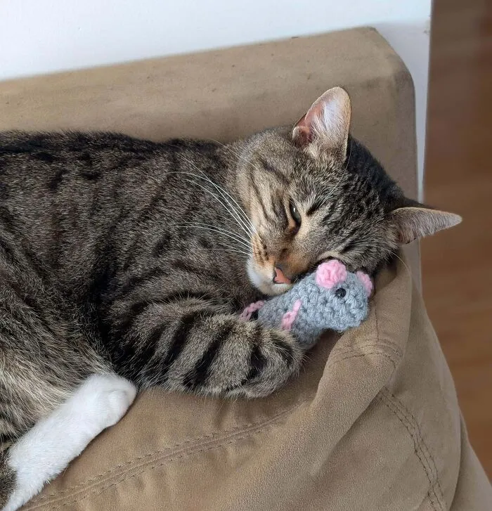 My Daughter Crocheted Her Cat A Stuffy