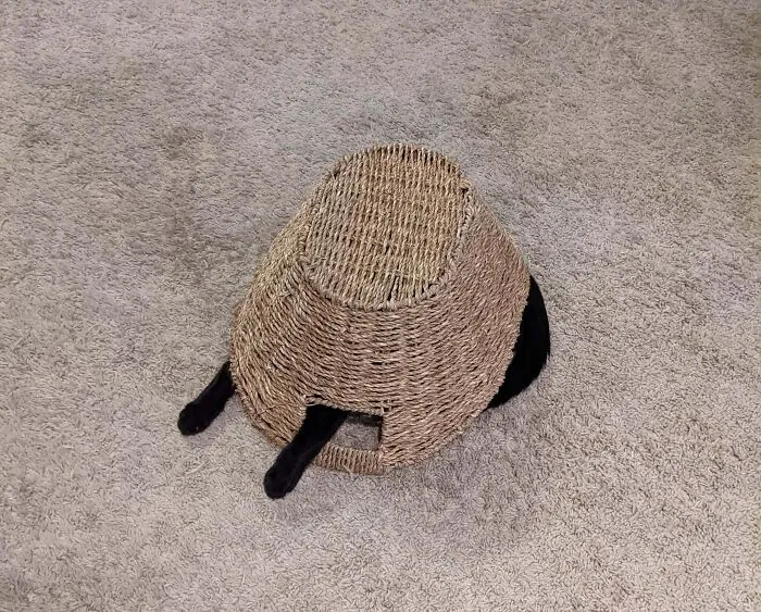 You'll Never Find Him!
