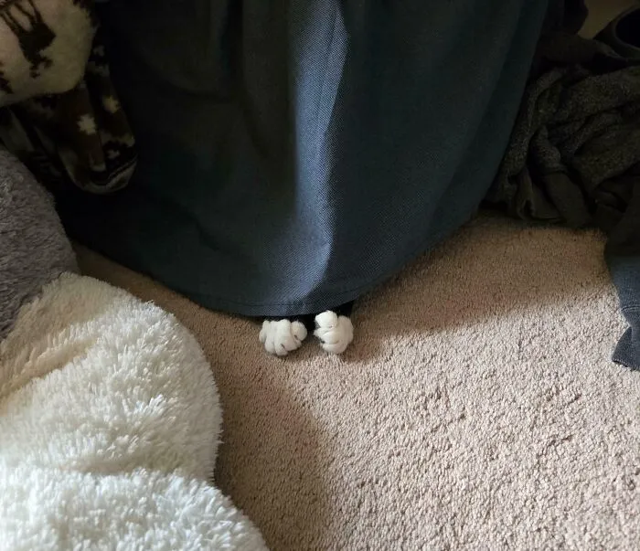 Tried Looking For My Tuxedo This Morning And Sadly He's Gone Missing