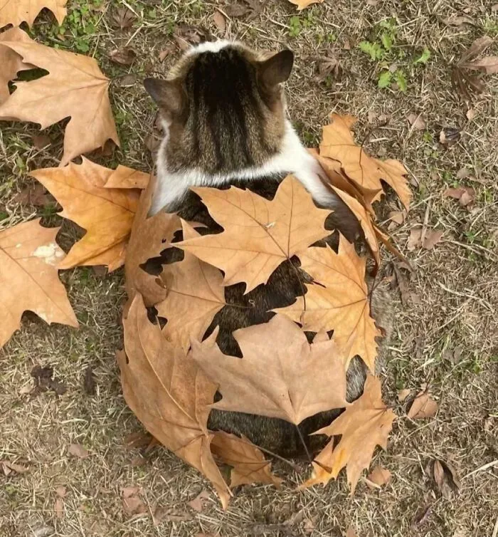 Nothing To See Here, Just A Pile Of Leaves