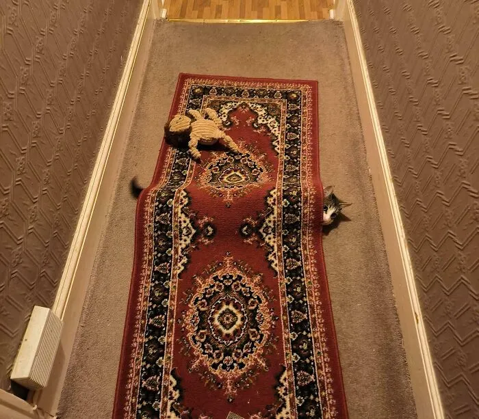 Don't You Just Hate It When Your Rug Gets Crumpled, And You Just Don't Know Why?