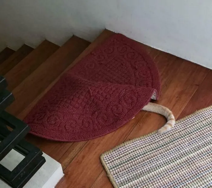 Rug Is Less Flat Than Usual