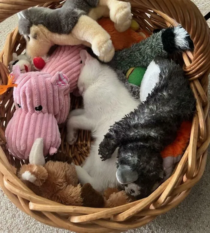Camouflage Kitten