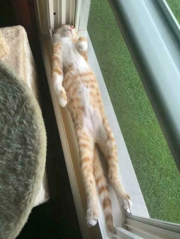 A Perfect Place To Take A Nap