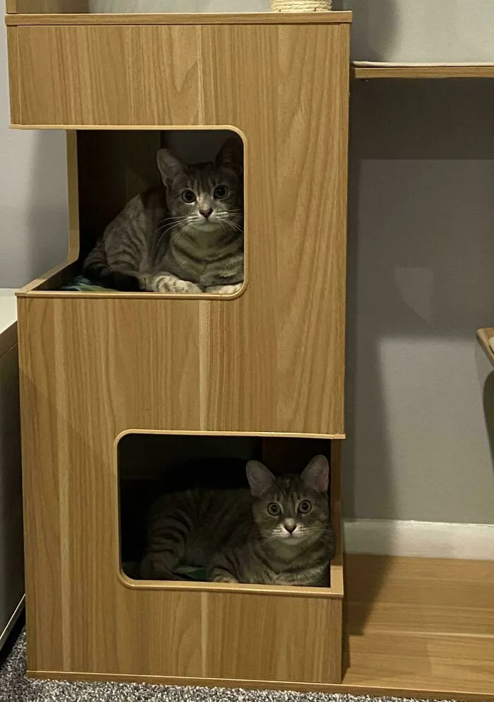 My Self-Organizing Kittens Have Struck Again!