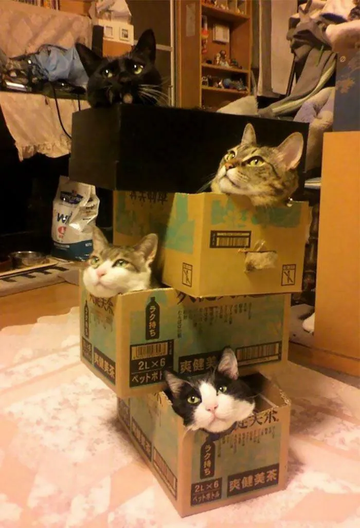A Tower Of Feline Delight