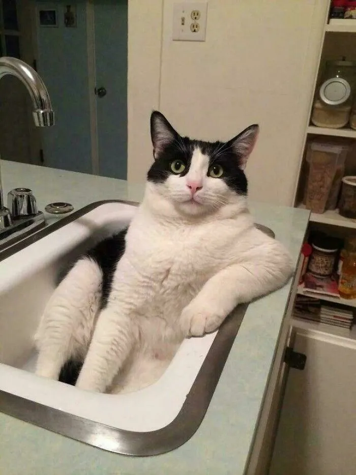 If I Fit I Sits