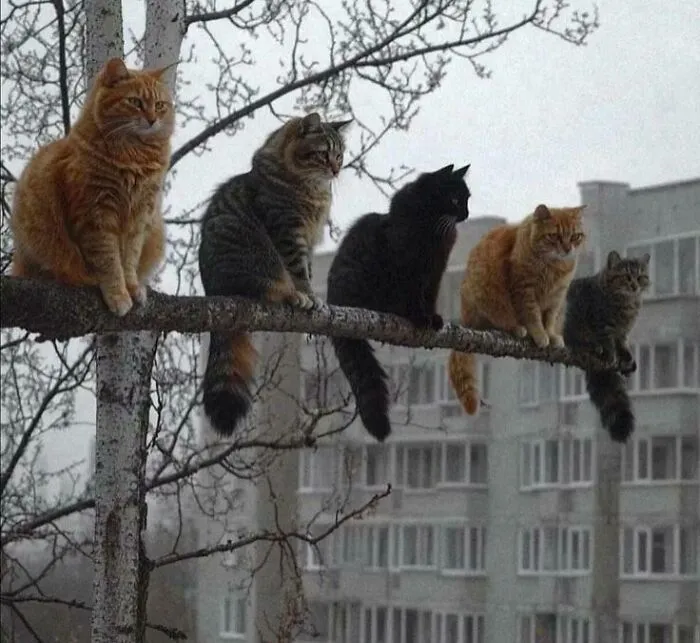 They Seem To Have Interpreted 'If I Fit, I Sit' Quite Broadly