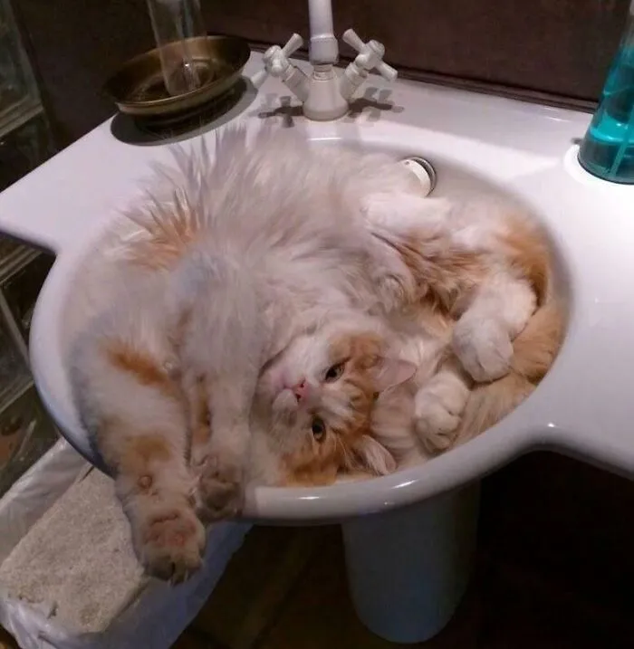 If I Fits, I Sinks