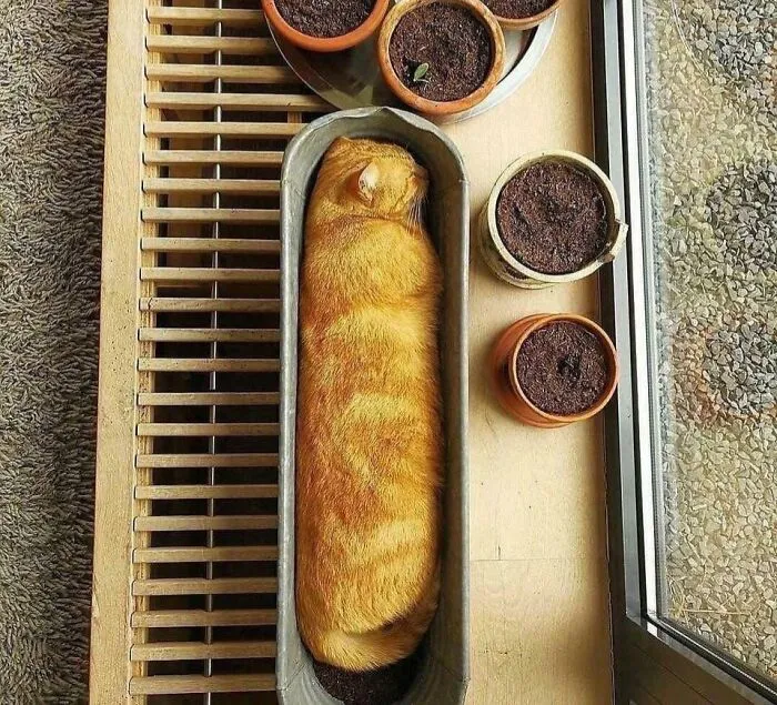 Container Gardening Be Like