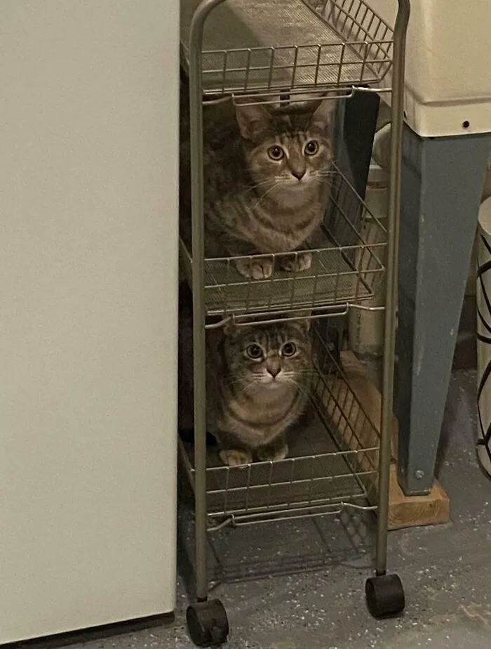 Found My Laundry Room To Be Very Well Organized. I Think I Need A Third Cat