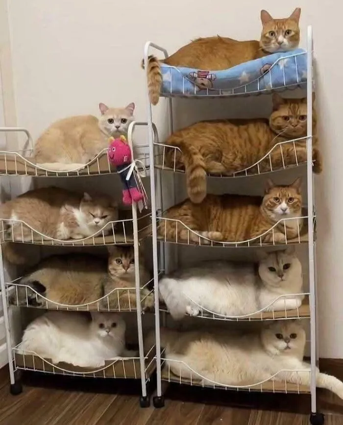 If The Shelf Fits, We All Sit