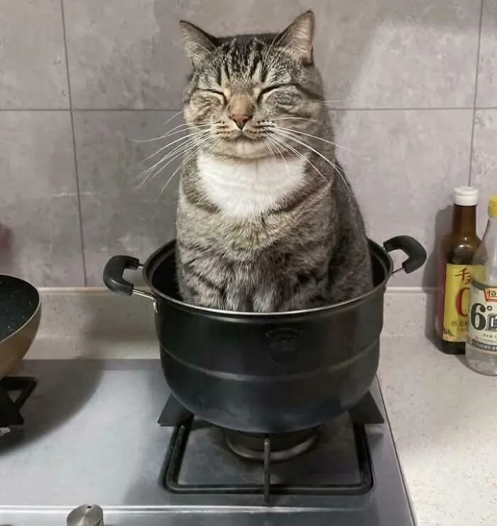 If I Fit I Sit