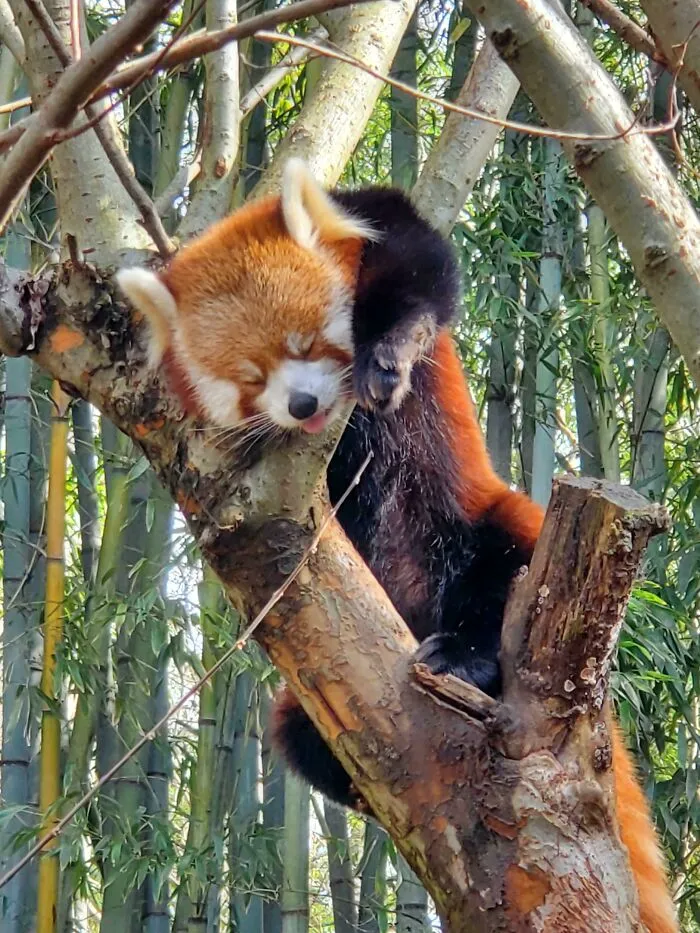 Red Panda Sleeping With Its Tongue Stuck Out