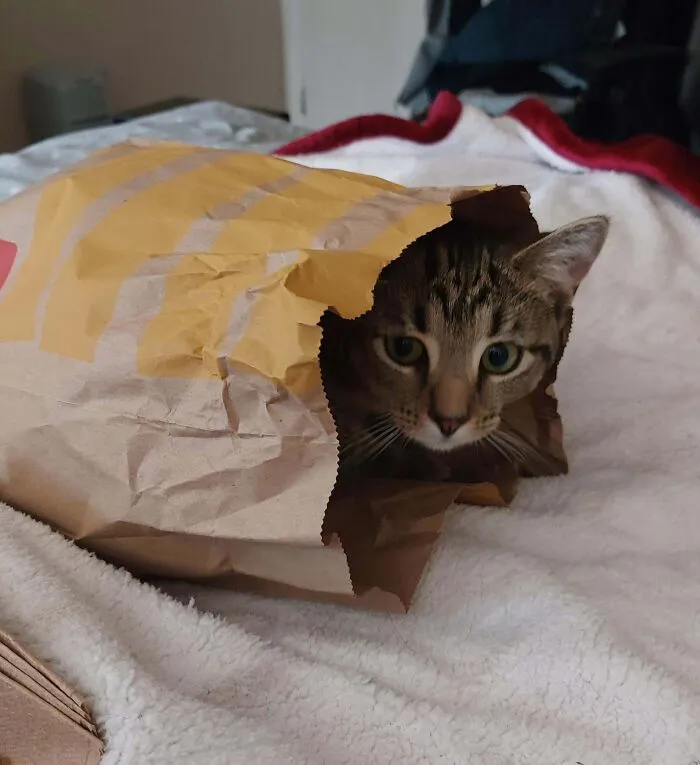 I Thought I Asked For Extra Sauce