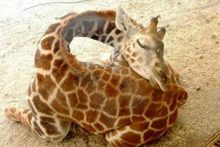 Baby Giraffe Sleeping. That Is All