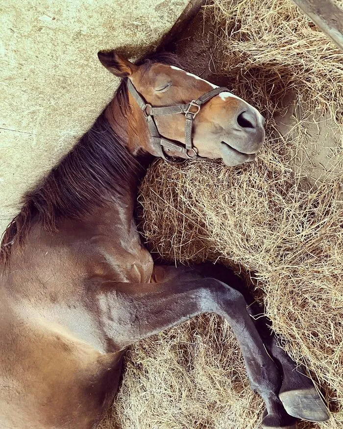 He Always Has A Slight Smile On His Face When He Is Sleeping