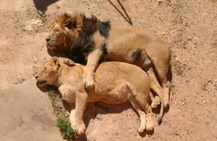 Sleeping Lions