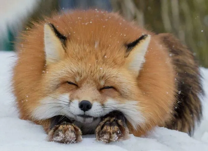 Happy Sleeping Fox