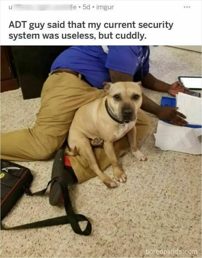 50 Hilarious Photos That Might Make You Love Animals Even More